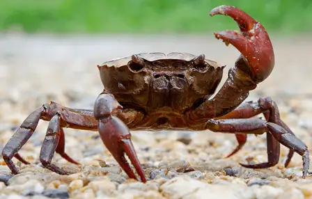 crab