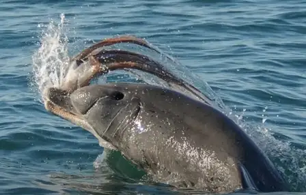 delfin vaneaza o caracatita